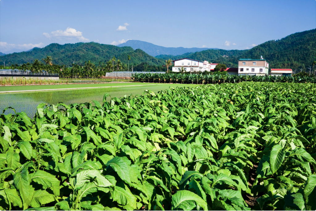 Lush Original Gabba tobacco field